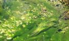 Водоросли могут предотвратить ампутацию конечностей